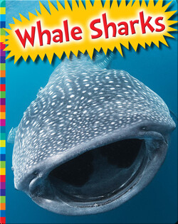 Whale Sharks