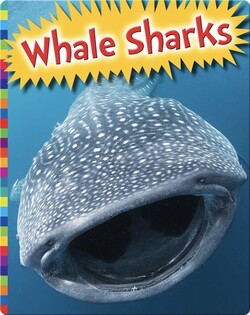 Whale Sharks