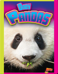 Baby Pandas