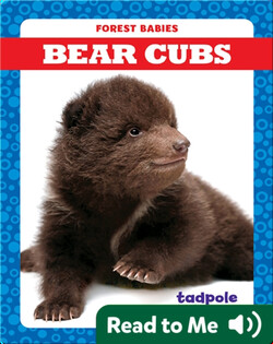 Bear Cubs