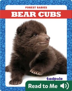 Bear Cubs