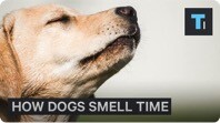 How Dogs Can Tell Time With Their Nose