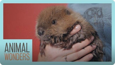 Baby Beaver!