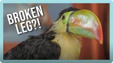 Rescued Baby Toucan