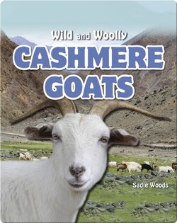 Cashmere Goats