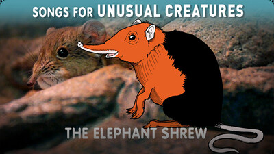 Songs for Unusual Creatures: The Elephant Shrew