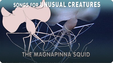 Songs for Unusual Creatures: The Magnapinna Squid