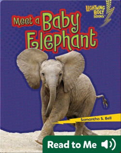 Meet a Baby Elephant