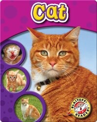 The Life Cycle of a Cat