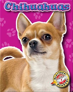 Chihuahuas: Dog Breeds