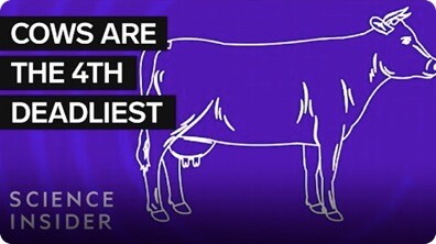 Where The 11 Deadliest Animals In The US Live