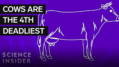 Where The 11 Deadliest Animals In The US Live