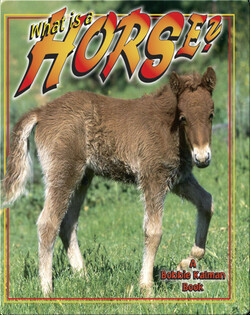 What is a Horse?