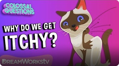 Why Does Scratching An Itch Feel Good? | COLOSSAL QUESTIONS