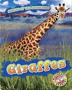 Giraffes