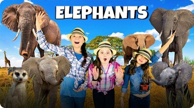 In the Wild With African Elephants