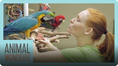 Caring For The Animals When Sick