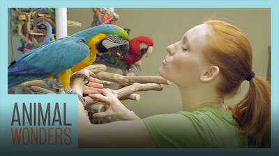 Caring For The Animals When Sick