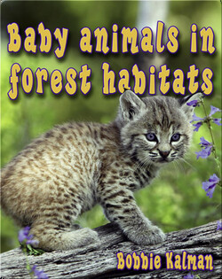 Baby Animals in Forest Habitats