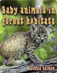 Baby Animals in Forest Habitats