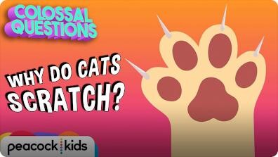 Colossal Questions: Why Do Cats Scratch?