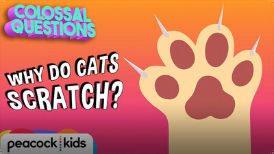 Colossal Questions: Why Do Cats Scratch?