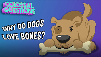 Colossal Questions: Why Do Dogs Love Bones?