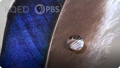 Deep Look: What Actually Makes Water Roll Off a Duck's Back?