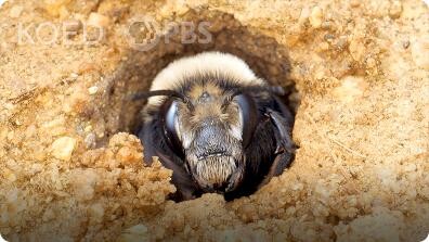Deep Look: This Bee Builds Sandcastles at the Beach