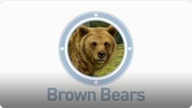 Amazing Animals: Brown Bears