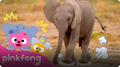 Baby Elephant thump, thump, thump