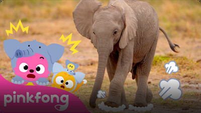 Baby Elephant thump, thump, thump