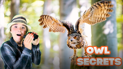 Owl Secrets: The Night Ninjas Of The Dark!