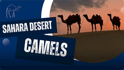 Why Are Camels Special?