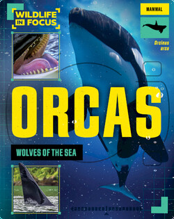 Orcas: Wolves of the Sea