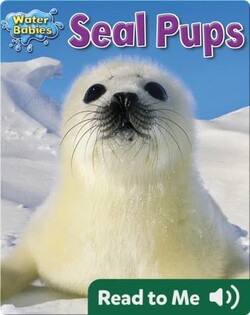 Seal Pups