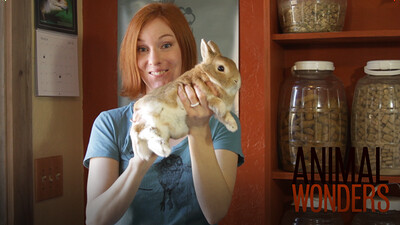 How To Hold A Rabbit