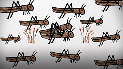 The Great American Locust Plague