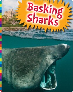 Basking Sharks