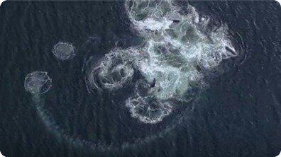 Ingenious Bubble Net Fishing - Nature's Great Events