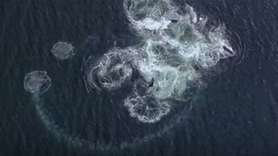Ingenious Bubble Net Fishing - Nature's Great Events