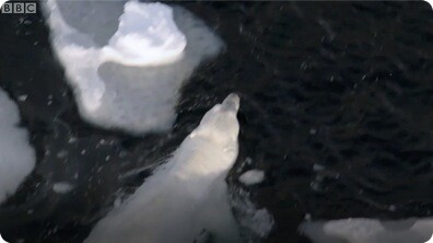 Swimming Great Male Polar Bear - BBC Planet Earth