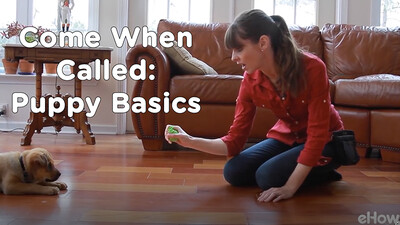 Come When Called 1: Puppy Basics | Teacher's Pet With Victoria Stilwell