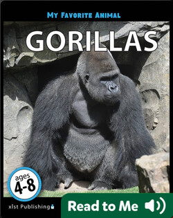 My Favorite Animal: Gorillas