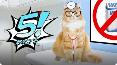 5 Cat Facts That Will Make You Purr | 5 FACTS