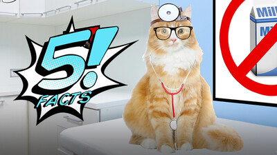 5 Cat Facts That Will Make You Purr | 5 FACTS