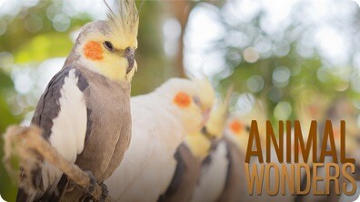 Cockatiels! What, Where, How