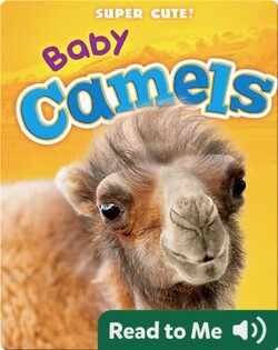 Super Cute! Baby Camels