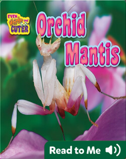 Orchid Mantis