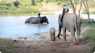 Gabby Wild: What's a Mahout?
